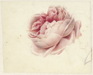 Rosa rossa da Georgius Jacobus Johannes van Os