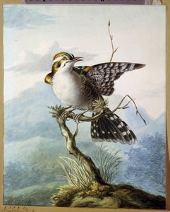 Un piccolo uccello