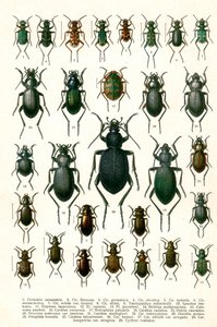 Stampa antica di varietà di coleotteri europei, c.1910