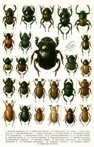 Stampa antica di varietà di coleotteri europei, c.1910 (cromolitografia)