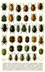 Stampa antica di varietà di coleotteri europei, c.1910 (cromolitografia)
