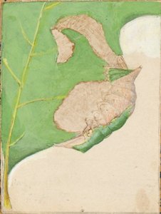 Bruco del bordo della quercia, studio per il libro Concealing Coloration in the Animal Kingdom (Nascondere la colorazione nel regno animale)