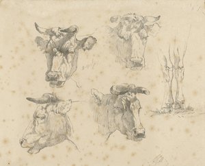 Foglio di studio con quattro teste di mucca e le zampe di una mucca da Gerard Bilders
