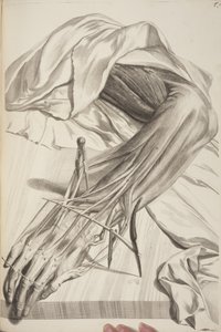 Anatomia Humani Corporis di Govard Bidloo, 1685