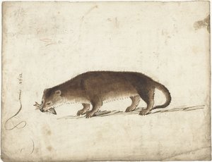 Lontra con un pesce in bocca