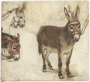 Foglio di studio con asini
