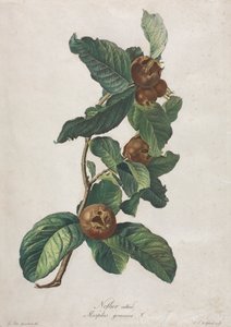 Nespolo coltivato (Mespilus germanica) da Gerard van Spaendonck