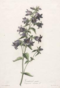 Fleurs dessinées d