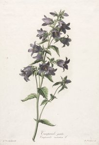 Fiori disegnati dal vero: Campanula