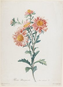 Reine-Marguerite, da Fleurs Dessinees d