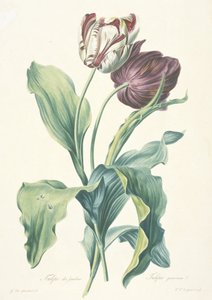 Tulipe des Jardins, da Fleurs Dessinees d