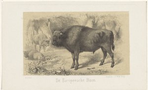 Bisonte europeo