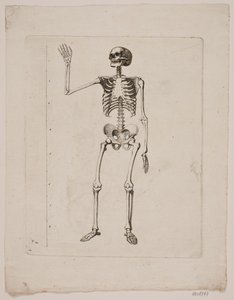 Scheletro da Gerhard Ludvig Lahde