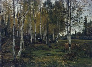 Foresta di betulle in autunno
