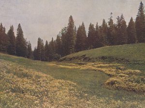 Prato sul Feldberg, Foresta Nera, Germania (foto a colori) da German Photographer