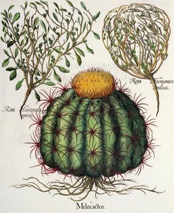 Melocactus e Rosa Hiericontea, dal Hortus Eystettensis di Basil Besler, pub. 1613 da German School