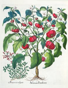 Solanum Pomiferum e Amaracus vulgaris, dal Hortus Eystettensis di Basil Besler, pub. 1613 da German School