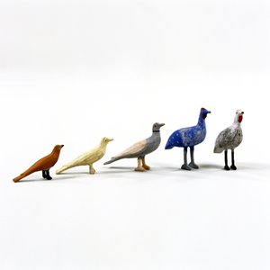 5 uccelli dall