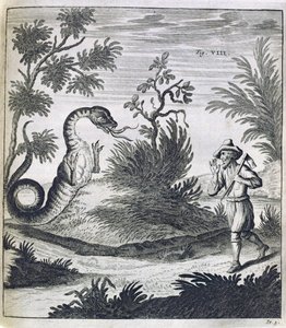 Un drago spaventoso, c.1660 da German School