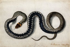 Un serpente d