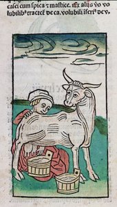 Una cameriera che munge una mucca, 1491 da German School