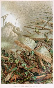 Uno sciame di locuste, da Brehms Tierleben, pub. 1860