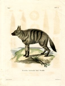 Aardwolf da German School