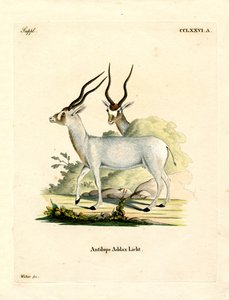 Antilope addax da German School