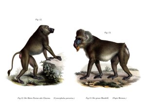 Babbuino africano, 1860 da German School