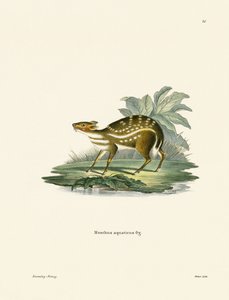 Chevrotain africano