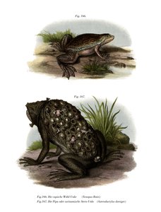 Rana artigliata africana