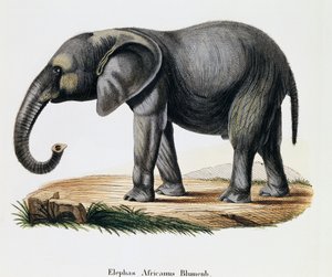 Elefante africano (Elephas africanus), da Mammiferi illustrati dalla Natura con descrizioni, di Johann Christian Daniel von Schreber (1739-1810), incisione di IC Bock dopo disegno di A Fleischmann, Germania da German School