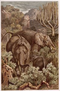 Elefante africano, tavola da Brehms Tierleben: Allgemeine Kunde des Tierreichs, vol.3, p.9, pubblicato da Bibliographisches Institut da German School