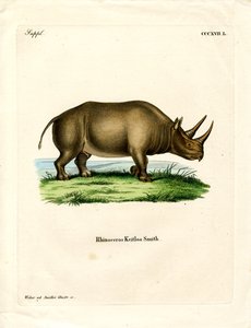 Rinoceronte Africano da German School