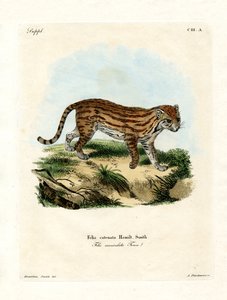 Gatto selvatico africano da German School