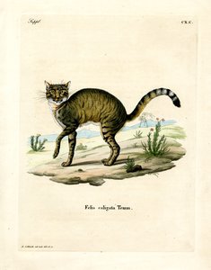 Gatto Selvatico Africano da German School
