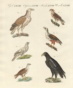 Uccelli africani