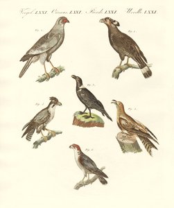 Uccelli africani da German School
