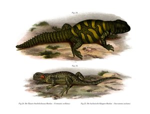 Agama da German School