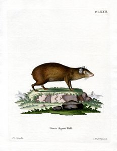 Agouti da German School