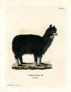 Alpaca da German School