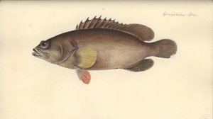 Alphestes afer, prima del 1793 da German School