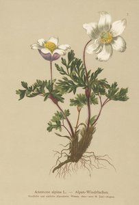 Anemone alpina (Anemone alpina, Pulsatilla alpina) da German School