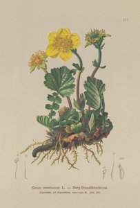 Cariofillata alpina (Geum montanum) da German School