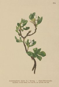 Uva ursina alpina (Arctostaphylos alpina, Arctostaphylos alpinus) da German School