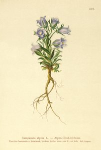 Campanula alpina (Campanula alpina) da German School