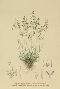 Agrostis alpina da German School