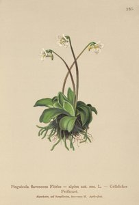Pinguicola alpina (Pinguicula flavescens, Pinguicula alpina) da German School