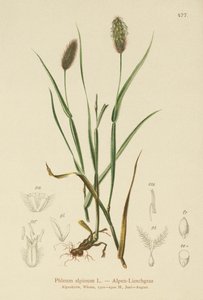 Phleum alpinum
