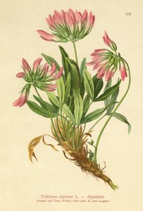 Trifoglio alpino (Trifolium alpinum) da German School
